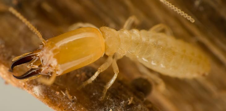 Phoenix Termite Control