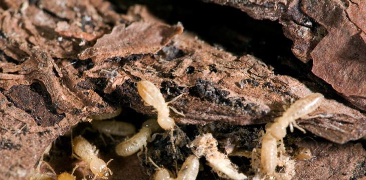 Bed Bug Control Chandler AZ