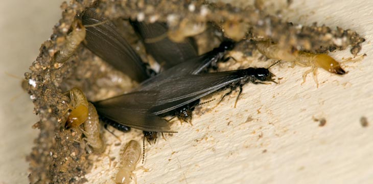 Cockroach Control Phoenix AZ