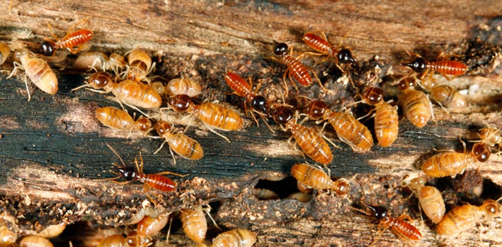Africanized Bee Removal Phoenix AZ