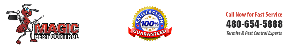 Termite Treatment Phoenix AZ